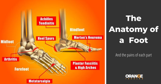 The Anatomy of a Foot